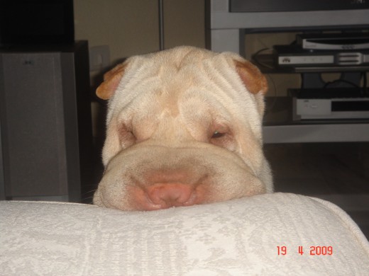 Acompañandome a ver la tele Acompañandome a ver la tele
